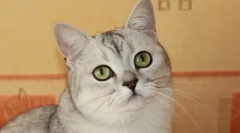 Što ne mogu hraniti mačke da ne štete